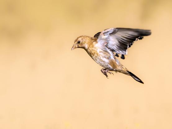 ๐ฃ๐ถ๐ฐ๐๐๐ฟ๐ฒ ๐๐ฒ๐๐ฐ๐ฟ๐ถ๐ฝ๐๐ถ๐ผ๐ป (๐๐ป๐ด): A juvenile European goldfinch flapping its wings in flight against a yellow background. In this case, its wings are up, allowing us to see its body, with its breast mottled with ochre and off-white, and the undersides of its wings whose light and dark feathers are barely colored.
๐๐ฒ๐๐ฐ๐ฟ๐ถ๐ฝ๐ฐ๐ถ๐ผฬ๐ป (๐๐๐ฝ): Jilguero juvenil batiendo las alas en pleno vuelo contra un fondo amarillo. En este caso tiene las alas hacia arriba, por lo que vemos su cuerpo, con el pecho jaspeado de ocre y blanco roto, y el reverso de las alas cuyas plumas, claras y oscuras, apenas tienen color.