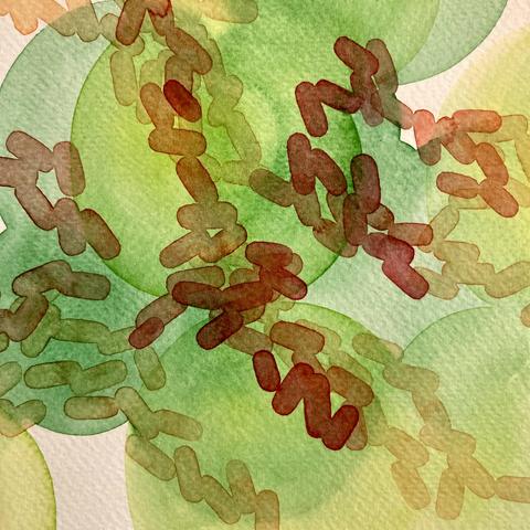 A cropped close-up of a watercolour sketch that has five layers of lightly applied paint in shades of yellow ochre, lemon yellow, pale green, orange, and red. The bottom layers are circular washes of pale green and yellow. The upper layers are strings of lozenges that are like rod-shaped bacteria in orange and red.