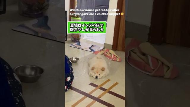 仕事で疲れた皆に贈る笑いと癒しのチャウチャウパピー5選ww　#子犬 #笑える #癒し #子犬のいる生活 #子犬のいる暮らし #元気になる動画
