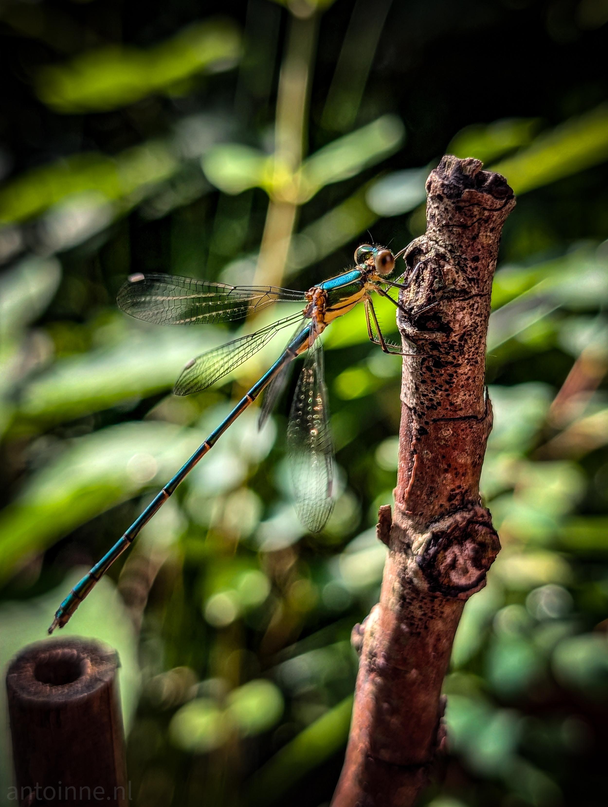 A damselfly resting on a weathered, brown branch. The damselfly has a slender body with a striking color combination: a metallic blue-green thorax and a long, dark blue abdomen. Its head features large, prominent eyes, and its delicate, transparent wings are visible with intricate veining. The background is a soft, out-of-focus blur of green foliage and hints of sunlight, creating a bokeh effect that makes the damselfly and the branch stand out sharply.