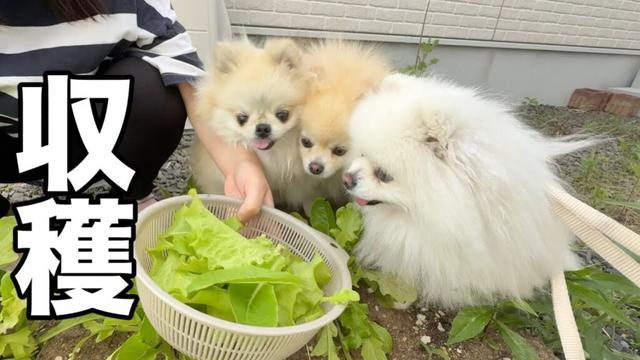 我が家の畑で出来たサニーレタスをポメラニアン達に食べさせたらこうなりました
