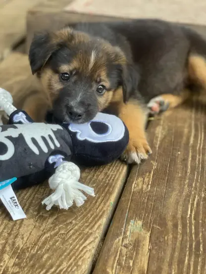 Das Foto zeigt Rintrah als Welpen, der an einer Voodoo Puppe kaut