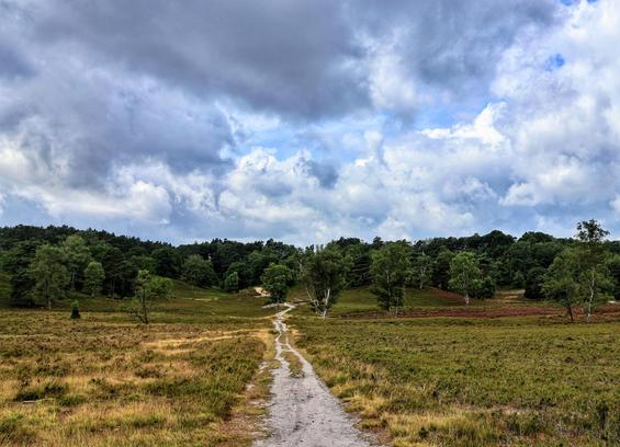 A panoramic view of the Fischbeker Heide, a heathland landscape in Germany. A winding, sandy path runs from the bottom of the frame and curves away into the distance, disappearing over a low hill. On either side of the path, the ground is covered with a mix of light green grass, dry yellow grass, and patches of darker green and purple heather. The foreground is flat, but the landscape becomes gently rolling in the middle ground with scattered birch and other deciduous trees. A thick line of trees, mostly green with some darker pines, forms a dense forest at the top of the hills. The sky is dramatic, filled with thick, heavy grey clouds interspersed with patches of bright blue sky and white clouds. The overall feel is one of vast, open, and slightly wild natural beauty.