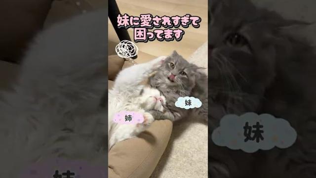 妹に愛されすぎて困ってる猫#ラグドール #サイベリアン #猫 #cat #困る猫