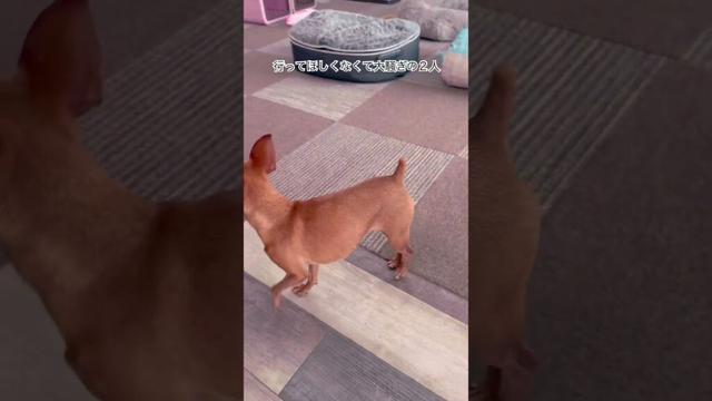 【ミニピン】かーちゃんをお見送り　#ミニピン #ミニチュアピンシャー #miniaturepinscher