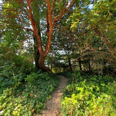 A walking path winds through a lush, green forest, flanked by dense foliage and a prominent tree with smooth, reddish-brown bark and vibrant green canopy.