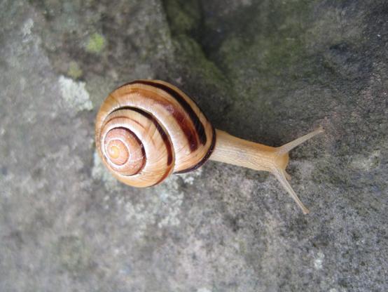 A small snail (the size of a pebble). Its creamy-coloured shell has two or three dark brown stripes. It looks like walking in its maximum speed (but of course very slowly) with its long stretched neck and antennas.