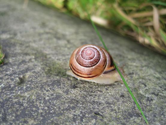 About the same size small snail but its shell has more reddish complexion. Also, a very thin, green grass fells down on its shell and the snail looks like it's withdrawing its head into the shell.