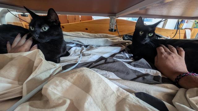 Photo de deux chats noirs, au pied de mon lit, légèrement défait, et sous le bureau de lit (une planche au dessus d'eux). Il y a une main dont le bras viens de derrière l'appareil photo, de chaque côté sur chacun d'eux.
