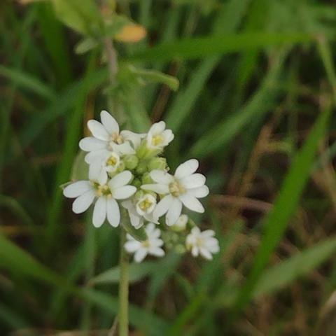 White flowers with four bilobate petals and flattened seedpods. Berteroa incana aka hoary allysum. It's a brassicacaea. Don't feed it to your horse. Considered an invasive species in North America.