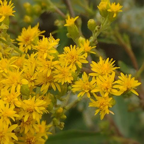 Cluster of small yellow flowers. Solidago gigantea. Giant Goldenrod. It's in the Asteraceae family. My botany teacher would call this a DYC, damn yellow composite as there are so many yellow composites (now called Asteraceae). Native North American flower. Good for pollinators. Medicinal uses - leaves are a poultice for bee stings, leaves used as a substitute for tea, diuretic, anti-inflammatory.