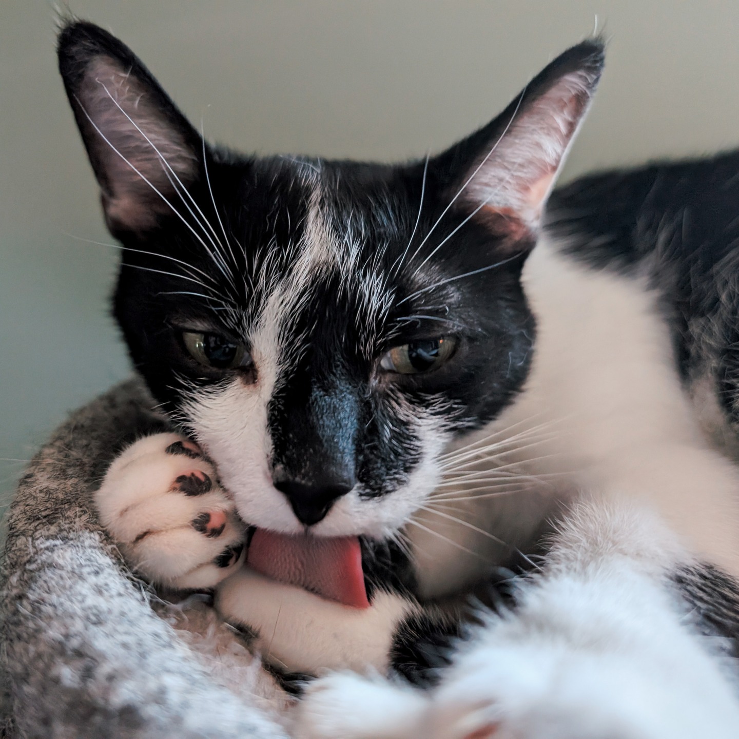 Smudge the cat, rather insouciantly licking his paw.
