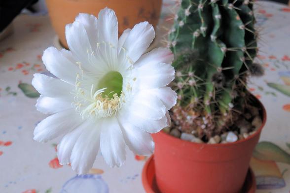 Große weiße Blüte mit zahlreichen zarten, leicht geriffelten Blütenblättern wächst seitlich aus einem grün gerippten Kaktus mit hellen, nadelartigen Stacheln. Im Zentrum der Blüte sitzt ein gelb-grüner Trichter voller filigraner Staubfäden und cremefarbener Staubbeutel. Der Kaktus steht in einem rötlich-braunen Kunststofftopf, dessen Oberfläche mit kleinen, hellen Steinen bedeckt ist.