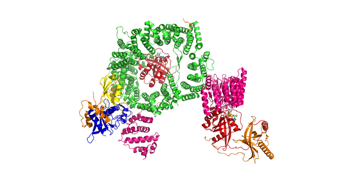 Cryo-EM structure of the RanBP2 (orange) /Ran(GTP) (red) /RanGAP1 (pink) -SUMO1 (yellow) /UBC9 (blue) /CRM1(green) /Ran(GTP) complex. CC BY SBGRID.