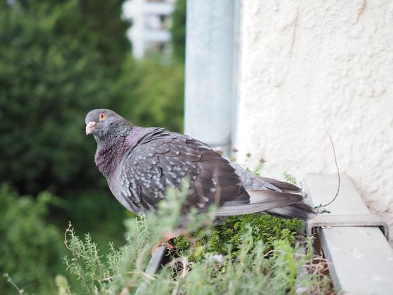 close up of a pigeon sitting on a balcony flower pot