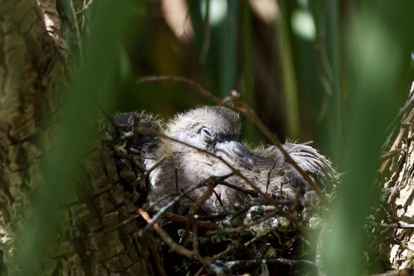 Young Woodpigeons on the nest.