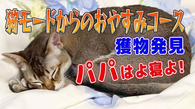 【シンガプーラ】狩りモードからのおやすみコース！パパと早く寝たい猫がこちらです！#singapura #cat #animals #猫のいる暮らし