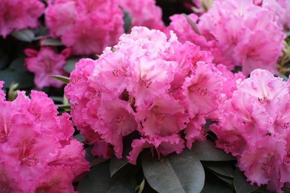 Pink rhododendron flowers.