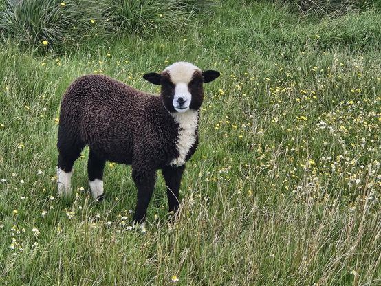 A brown and white lamb on a green field