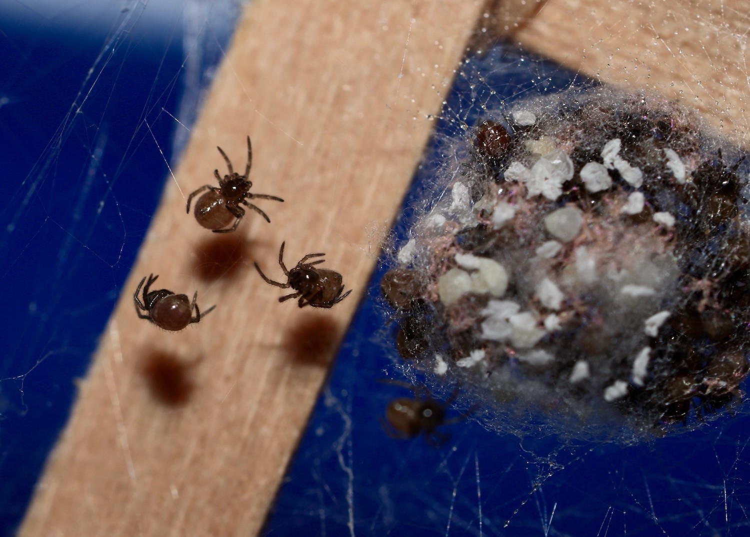 Steatoda borealis spiderlings
