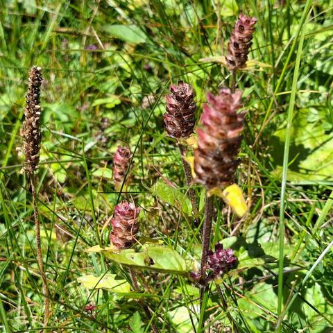 Several flowering spikes of Common Self-heal (Prunella vulgaris — Kleine Braunelle) grow among grasses and other meadow vegetation. The plants have short, upright stems with dense, cone-shaped, reddish-purple flower heads, though most of the flowers have faded. In the left part of the image, a seed head of Ribwort Plantain (Plantago lanceolata — Spitzwegerich) is also visible.