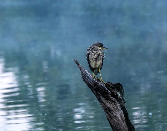 Un bihoreau gris juvénile (sorte de héron trapu, avec des pattes et un cou relativement courts, son plumage de jeune est brun et tacheté) perché sur un tronc mort dans un étang. Derrière lui la faible lumière du matin traverse la brume au dessus de l'eau.