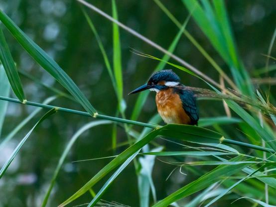 Un martin-pêcheur (petit oiseau trapu avec un plumage orange sur le ventre, bleu électrique sur la tête, les ailes et le dos, et un long bec pointu) posé sur des roseaux