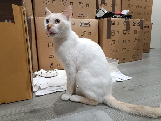 Ulises te bendice con un Blep