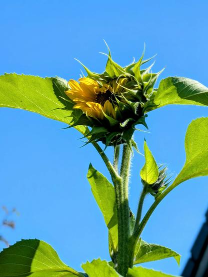 Nahaufnahme einer halb geöffneten Sonnenblume vor strahlend blauem Himmel. Die gelben Blütenblätter schieben sich aus dem grünen Hüllkelch, während die Blätter von Sonnenlicht durchleuchtet werden. Foto by Johann Seidl, Gartenpoet