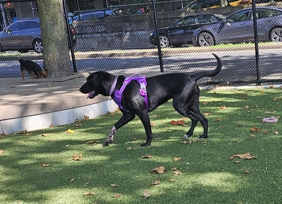A large black dog trots on astroturf. She is wearing a purple collar with diamonte studs and a purple harness with her long tail raised midway and mouth open. There are cars behind a fence in the background and some brown leaves on the ground. Another dog sniffs at a tree.