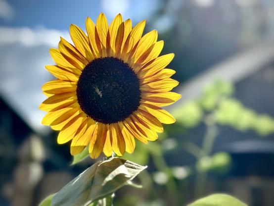 Close-up shot of a sunflower, backlit by the Sun.