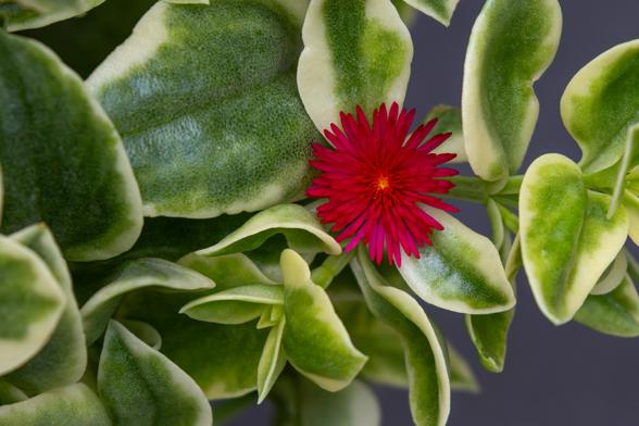 A red flower with green and yellow foliage