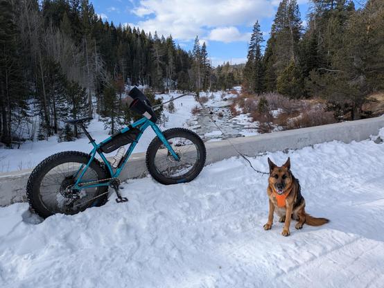 Bike with a dog in the snow.