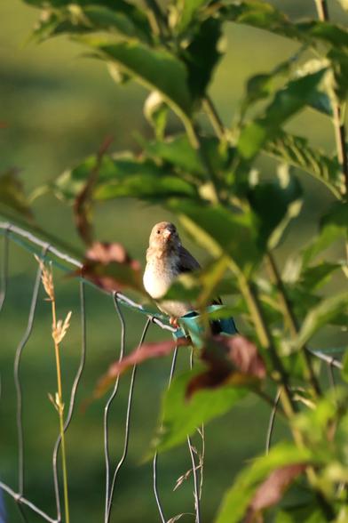 Ein junger Stieglitz sitzt auf einem Drahtzaun, halb verdeckt von den Blättern eines Strauches.