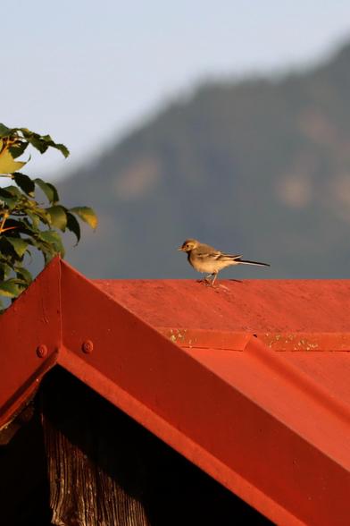 Eine junge Bachstelze läuft auf dem First eines roten Blechdaches. Im Hintergrund die Berge.