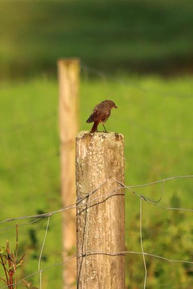 Ein junger Hausrotschwanz steht auf einem Holzpfahl. Im Schnabel hat er ein Insekt.