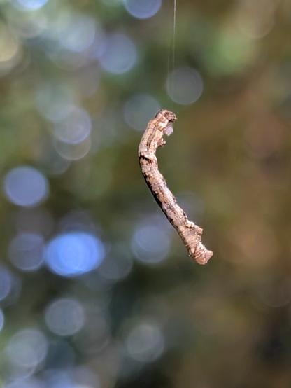 Eine braune Raupe hängt an ihrem seidenen Faden in der Luft. Im Hintergrund ist unscharfes Grün und Braun zu sehen.