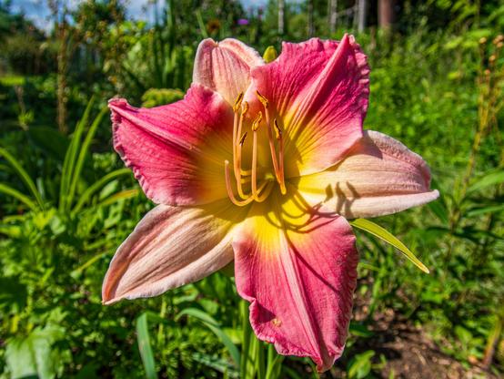 A close-up of a vibrant pink and yellow lily flower, surrounded by lush greenery in the background.

Zbliżenie żywego różowego i żółtego kwiatu lilii, otoczonego bujną zielenią w tle.