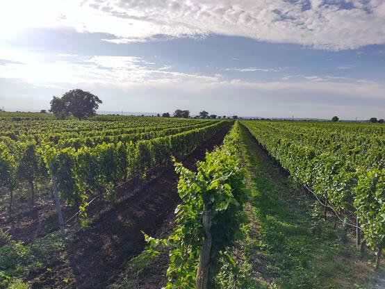 Viele Weingartenzeilen im Gegenlicht. Dahinter die Krone eines Nussbaums. Alle Reihen bis auf eine sind oben und an den Seiten schön zurechtgestutzt. Die verbliebene ist als nächstes dran.