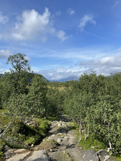 Das Bild zeigt eine idyllische Landschaft mit einem schmalen, unebenen Pfad, der durch dichtes, grünes Unterholz führt. Die Vegetation besteht hauptsächlich aus Bäumen und Sträuchern, die typisch für eine norwegische oder skandinavische Umgebung sind. Der Pfad ist von Steinen und Gras umgeben und führt in die Ferne, wo sich eine weite, offene Landschaft mit sanften Hügeln und Bergen erstreckt. Der Himmel ist blau mit vereinzelten weißen Wolken, was auf einen sonnigen Tag hinweist. Die Szene vermittelt ein Gefühl von Ruhe und natürlicher Schönheit, ideal für Wanderungen oder Naturerlebnisse.