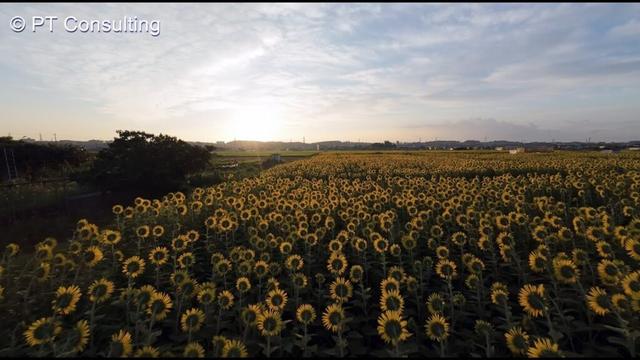 空撮 DJI Avata 2 神奈川県座間市「座間ひまわり畑」 向日葵 Aerial Shoot above Zama Sunflower Field Kanagawa,  Japan