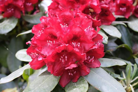 Red rhododendron flowers.