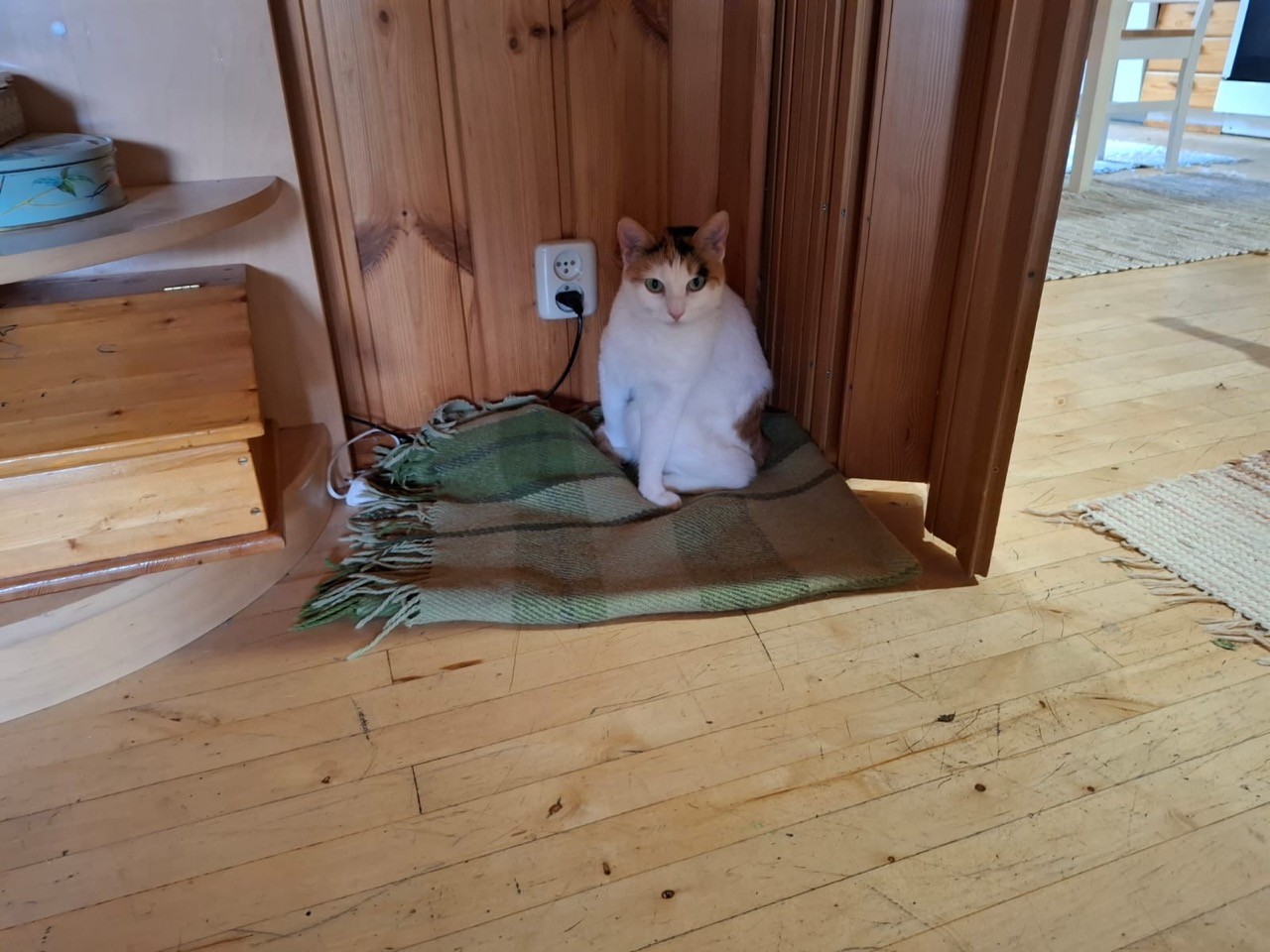 small woollen blanket is placed carefully into a nook between a bookshelf and door. small cat, mostly white but with tortoise markings is sitting on it. she looks like she was in the middle of grooming herself and now stares at the viewer intensely.