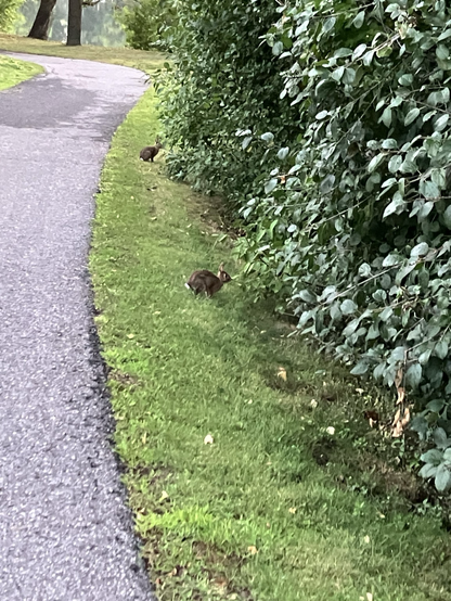 Two small brown and white rabbits beside a paved walking path, ready to hop into the foliage