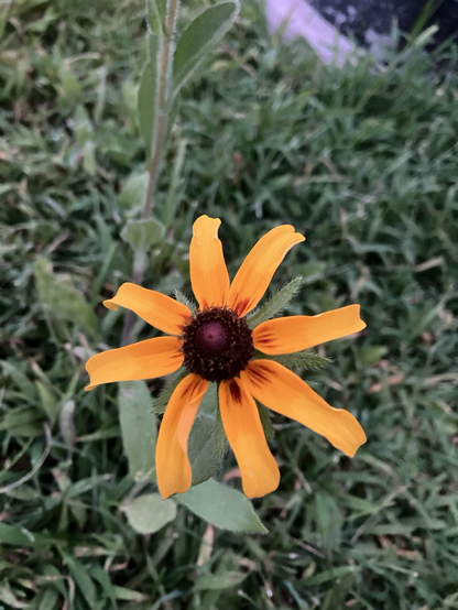 A single 8 petal  bloom in orange with a dark brown centre, greenery background