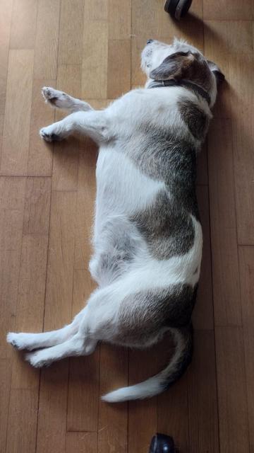 Foto vertical de un perrito tumbado en un suelo de madera. Está muy estiradito y se ve especialmente largo.