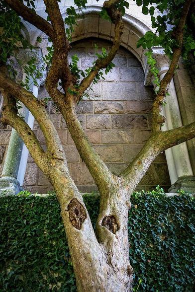 In the heart of Manhattan, within the revered confines of the MET Cloisters in New York City, USA, an imposing tree proudly graces the surroundings.