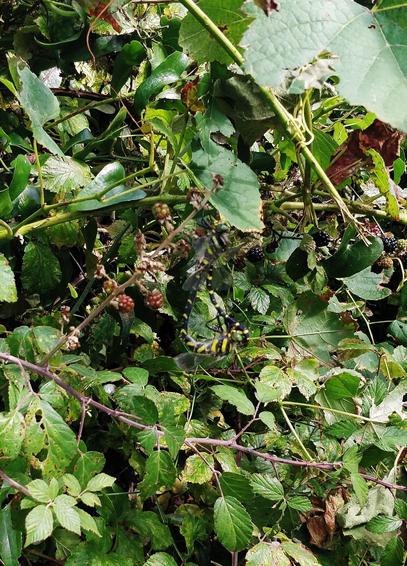 Imagen de cerca de un zarzal con moras. Si te fijas hay una especie de libélula enorrrme, casi de 10cm, con el cuerpo a franjas verdes y negras y una enorme trompa.