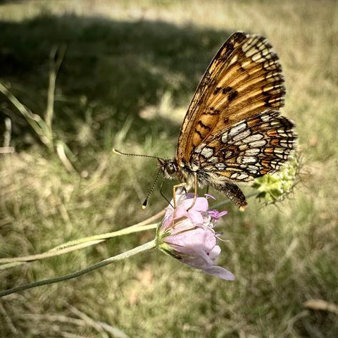 Un papillon du genre Mélitée posé sur une petite fleur mauve. Il est orangé avec de fins dessins noir sur les ailes.