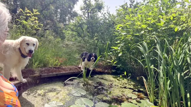 Ute, Frau mit langen weißen Locken an einem kleinen  Teich mit viel Grün u.a. Seerosen, zwei Hunde, tricolor Cavalier King Charles und weißer Golden Retriever, im Hintergrund die grüne Hölle
